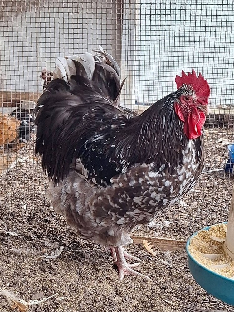 Dozen + Chocolate Mottled English Orpington Hatching Eggs