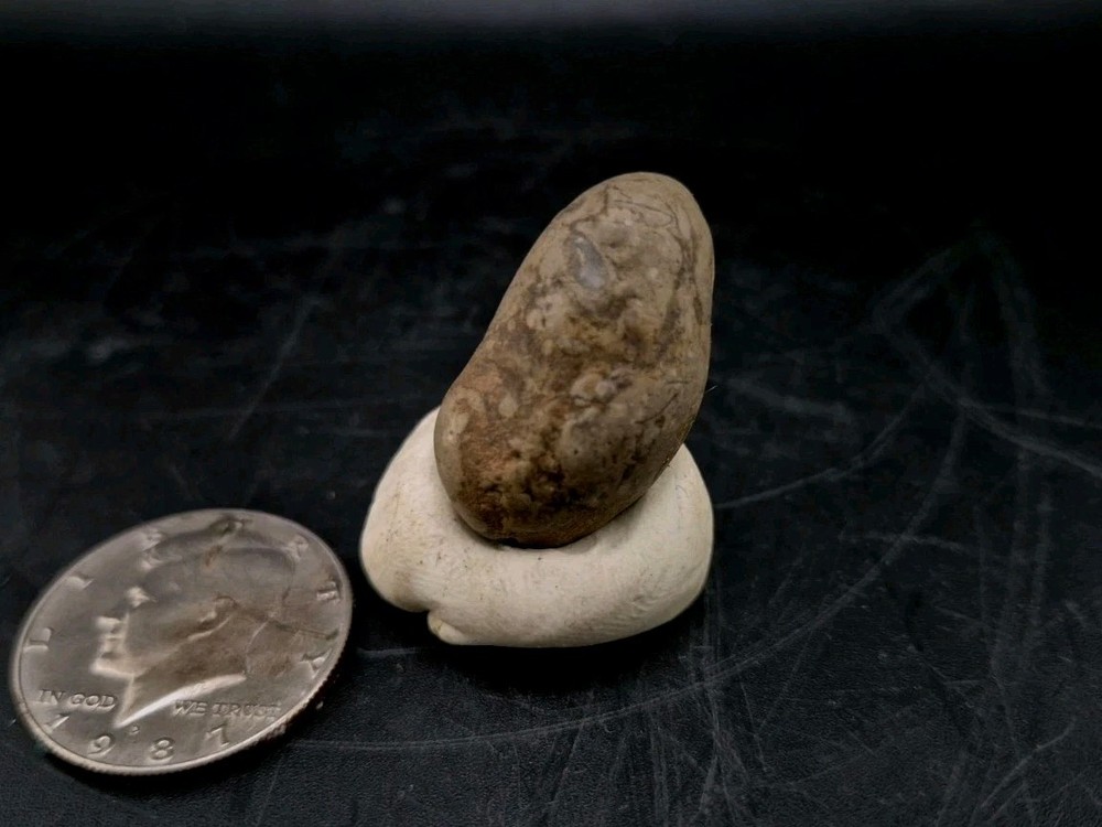 Real Fossil Dinosaur Egg Embro Permineralized Uv Reactive Raptor
