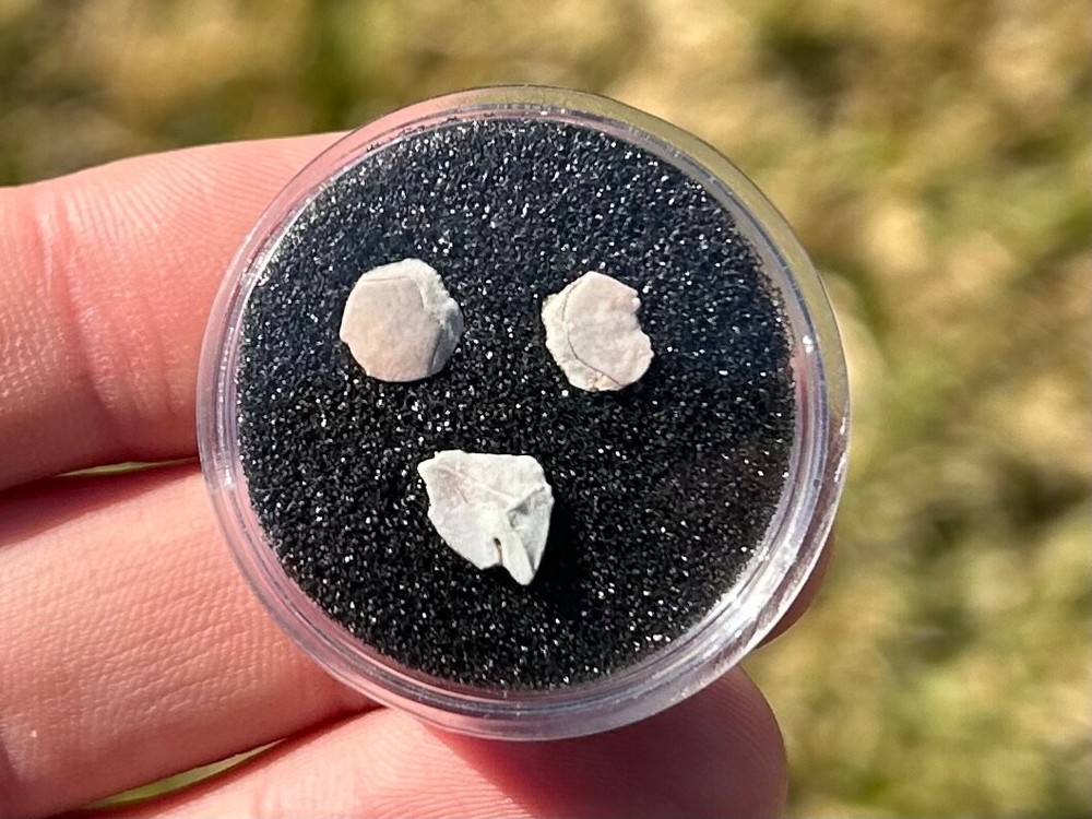 Devonian Fossil Fish Scales Collection in Case Latvia Venta River
