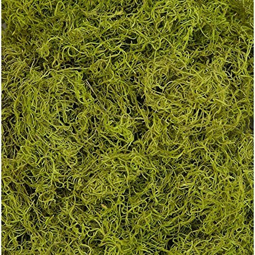 1 lb bag Preserved & Dyed Chartreuse Spanish Moss