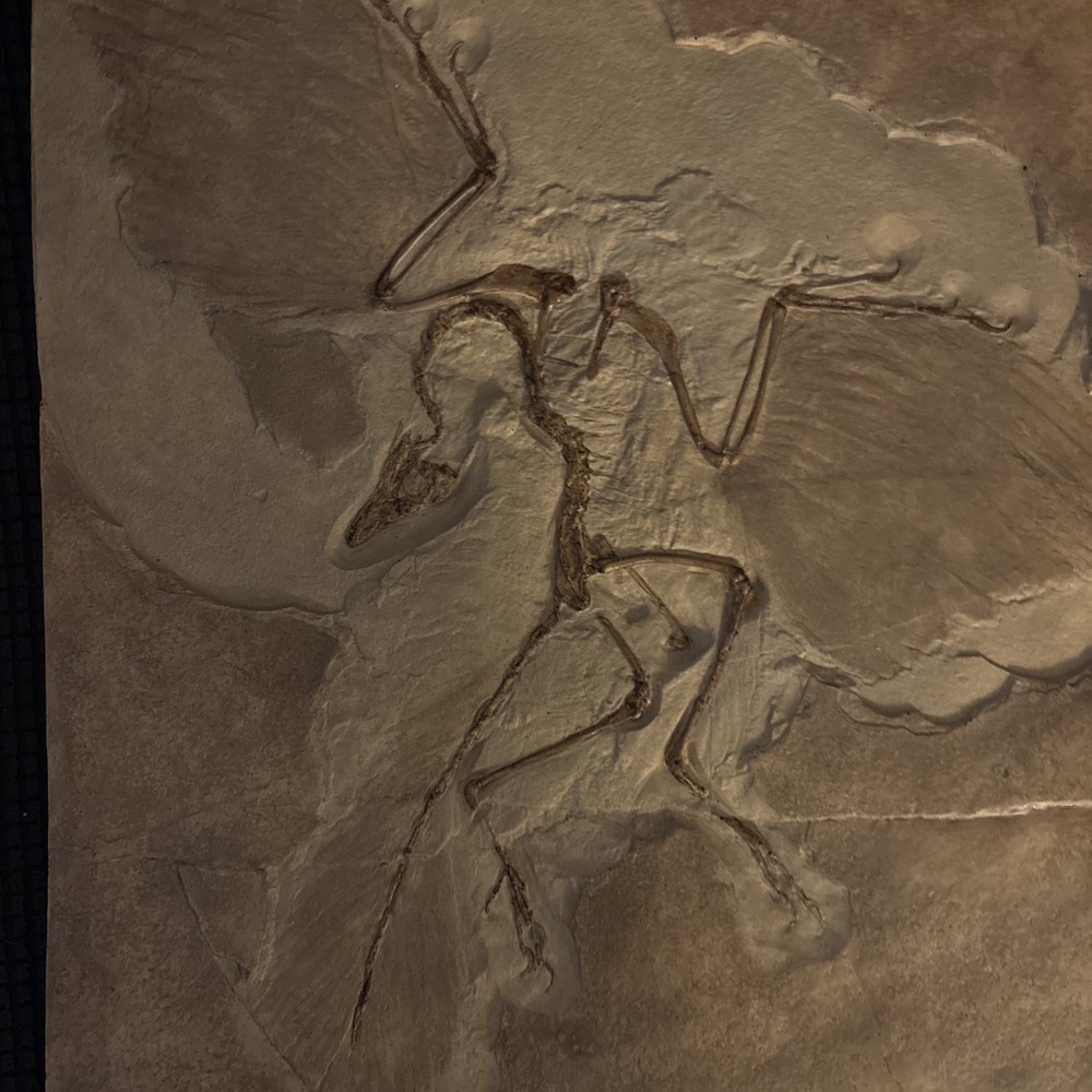 archaeopteryx Lithographica fossil replica