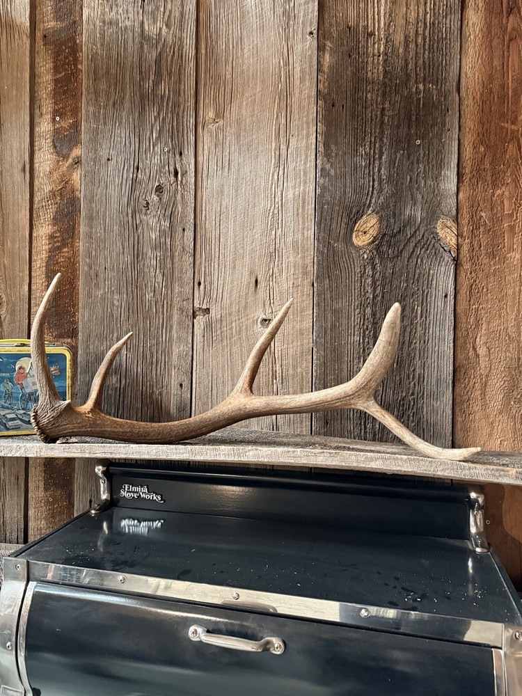 Small 5pt Elk Shed ~ Elk Antler ~ Decor
