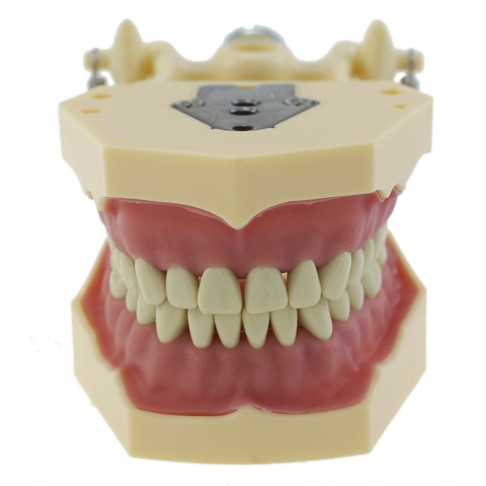 Dental Restorative Typodont Practice Model Removable 32PC Screw-in Teeth Frasaco