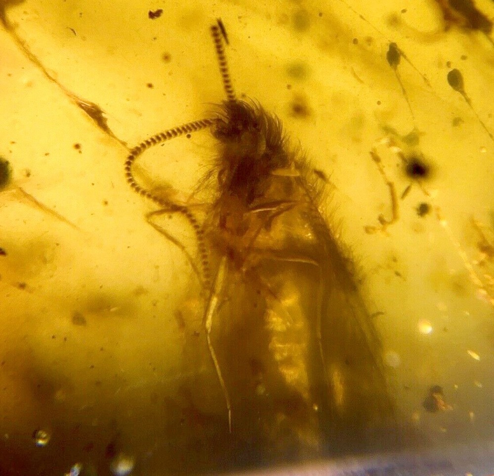 Burmese Amber Moth Inclusion with 4x Magnifying Case and COA