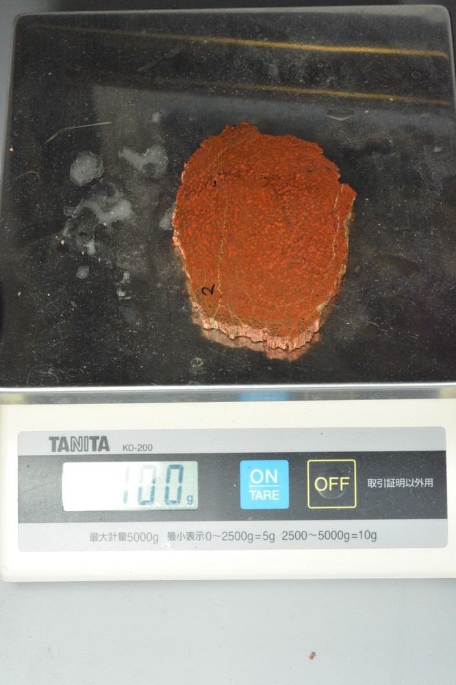 Orange Agatized Dinosaur Bone, New Mexico, 100 grams