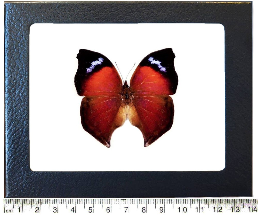 Salamis anteva red black butterfly Madagascar FRAMED