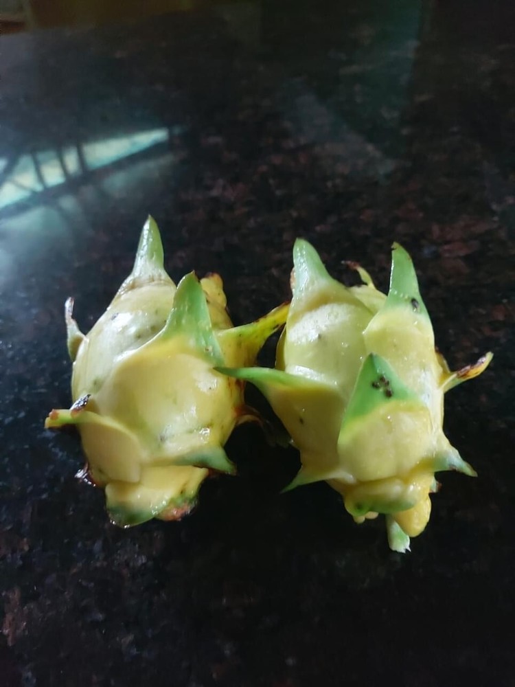 DRAGON FRUIT CUTTINGS - MULTIPLE VARIETIES - 13" - 17” Hi