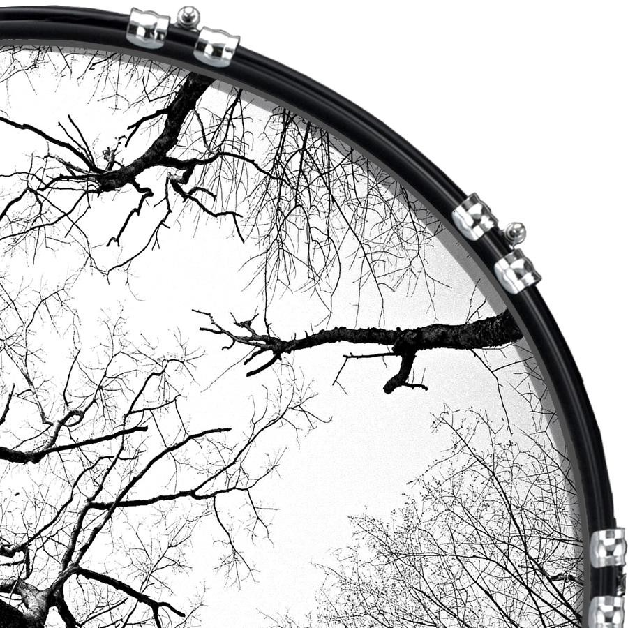 Aquarian 22" Kick Bass Drum Head Graphical Image Front Skin Tree 3