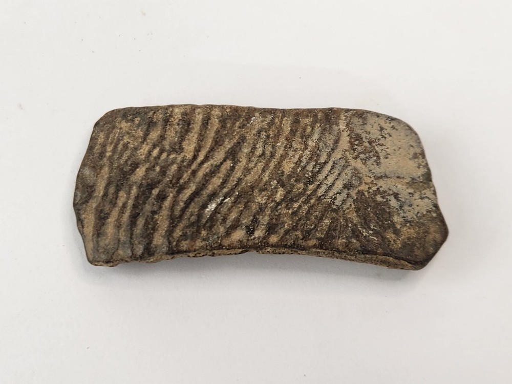 Cretaceous Turtle Shell Fossil - TX