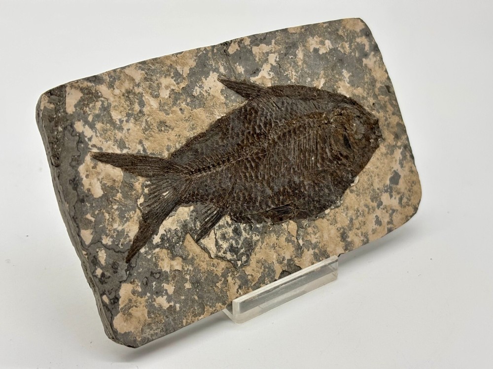 Jianghanicthys Fossil Hubei, China Eocene