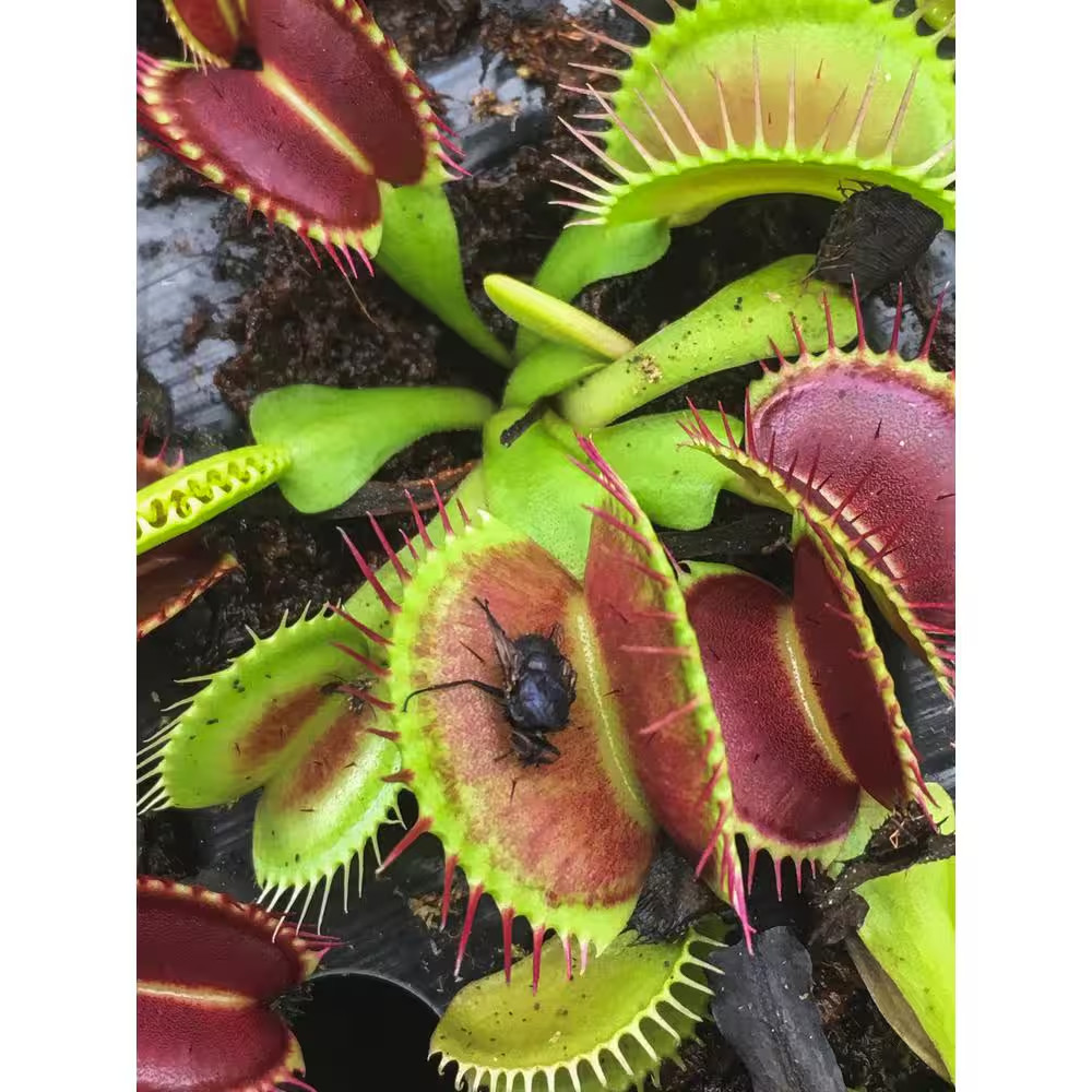 3 In. Venus Fly Trap