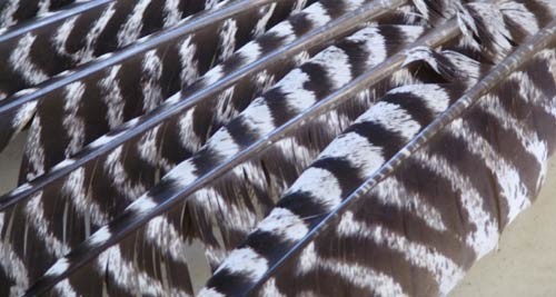 6 Eastern Turkey eggs. Ready to ship now!