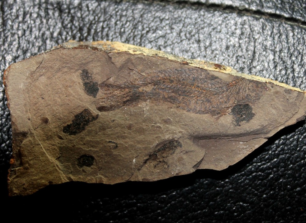 Clupea sp - Oligocene fossil fish