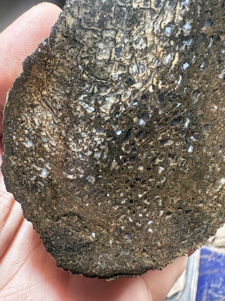 Dinosaur bone rough **hxtled end cut.