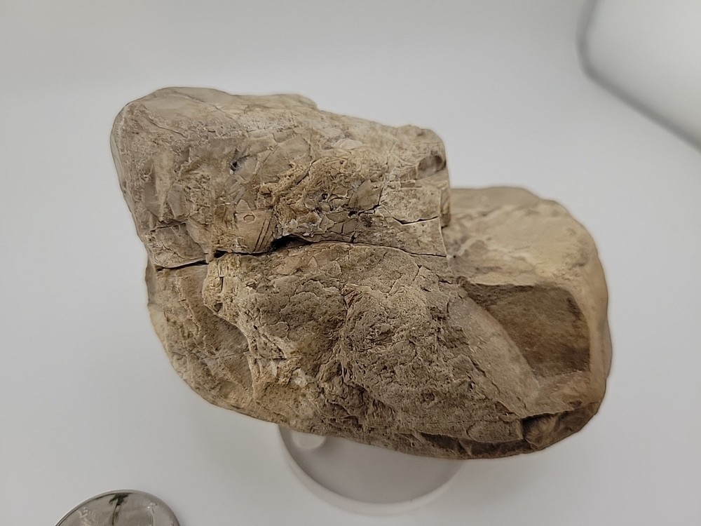 Egg Fossil Permineralized Compression Reptile Egg Fossil