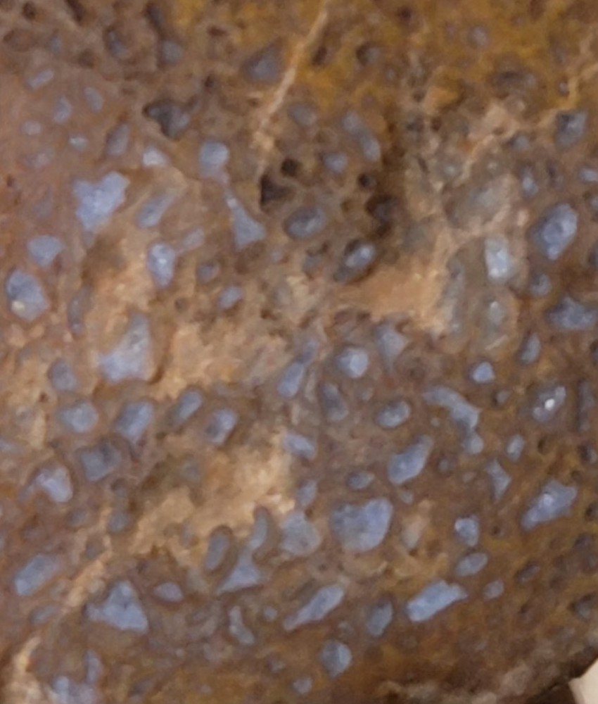 2.06 Lbs Agitized Dino Bone Smalls