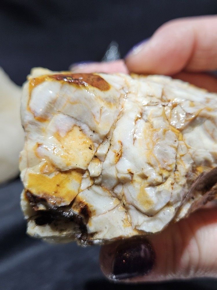 Petrified Wood Fully Opalized Natural Form (9.9oz)