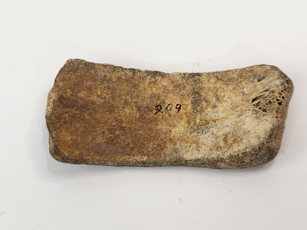 Cretaceous Turtle Shell Fossil - TX