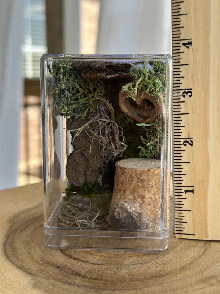 Handmade Jumping Spider Enclosure Nature Themed