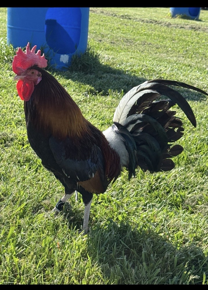 12+ Fertile Chicken Hatching Eggs