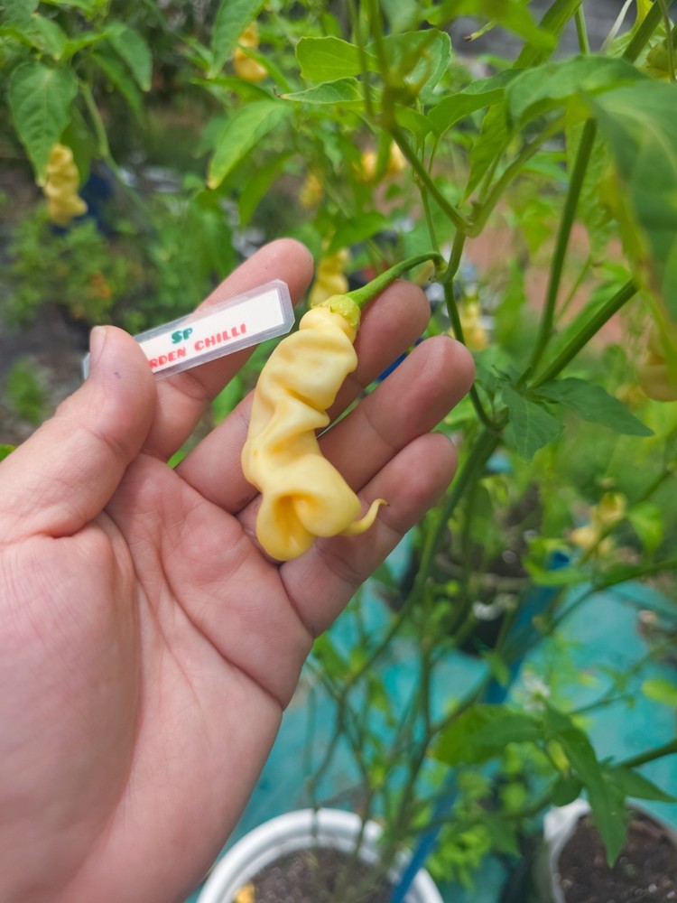 Piment Dame Blanche Pepper Seeds - Rare White
