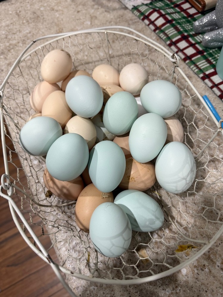 Whiting True Blue Hatching Eggs - x12+plus extras