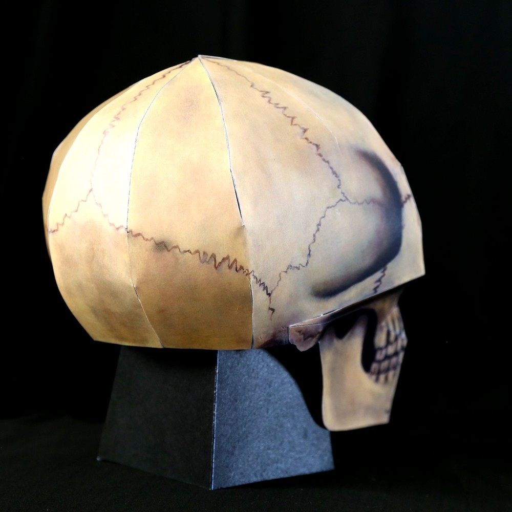 Human Skull paper model
