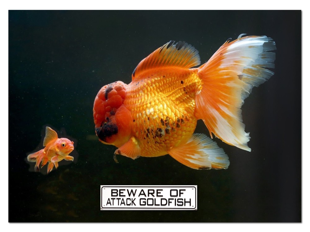 Beware of Attack Goldfish Sign