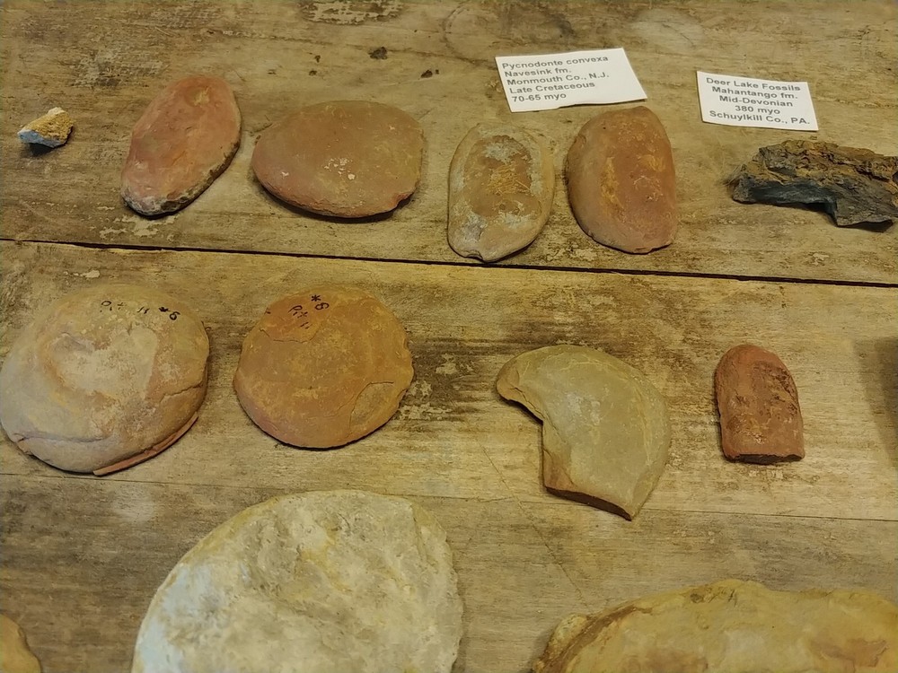 Fossil Lot 34 Total Pieces