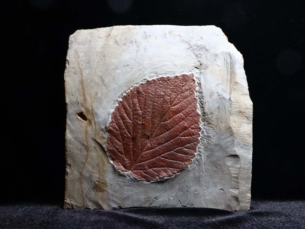 Gorgeous Leaf Fossil, Glendive, Montana