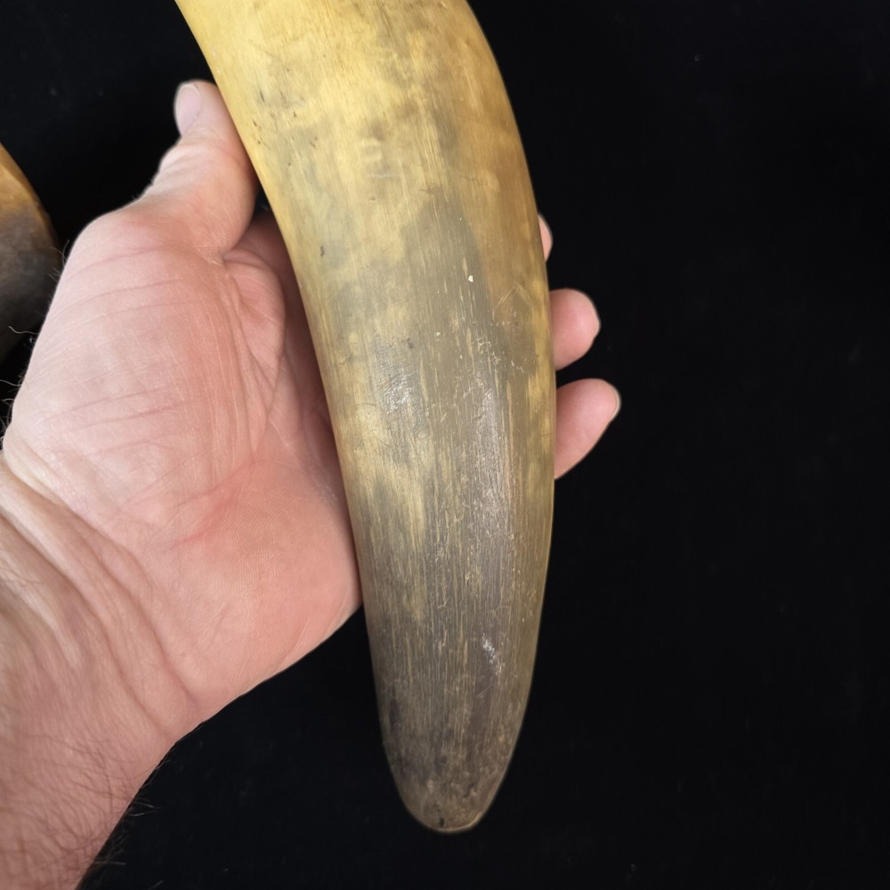 Antique Powder Horns