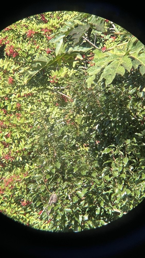 MINOX BD 8 x 32 BR Binocular Black