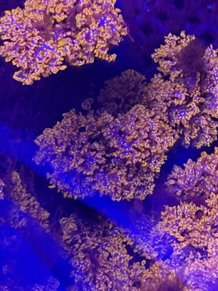 Atomic Broccoli Macroalgae - 1” Ball