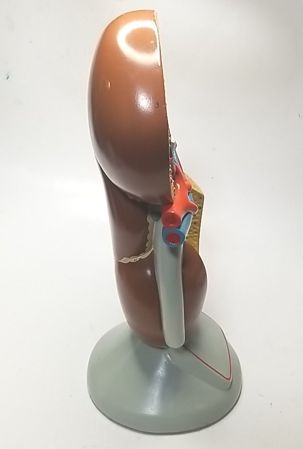 Human Kidney Model