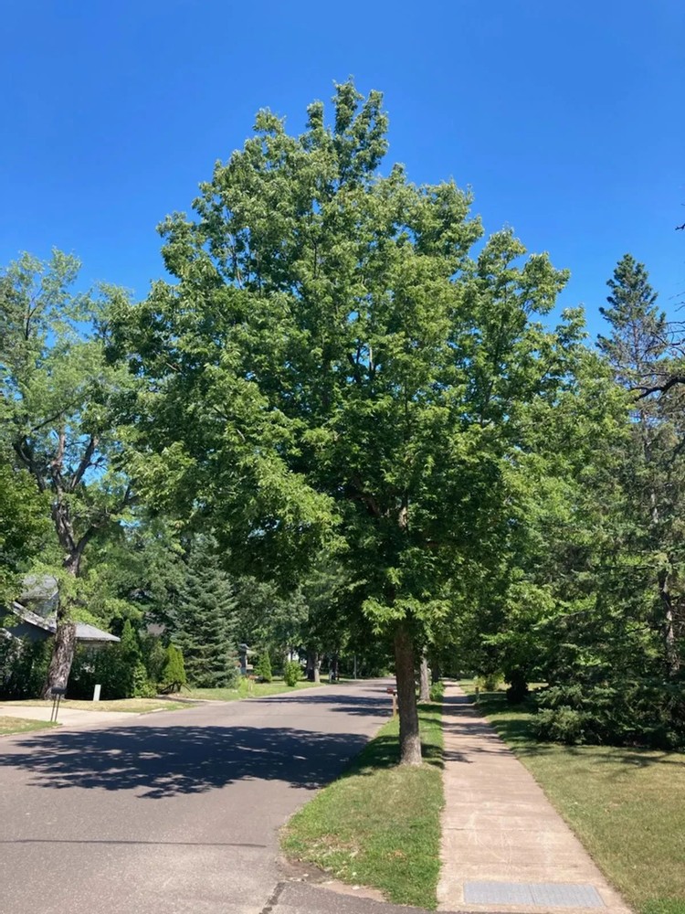 3 Hackberry Tree Bare-root (Celtis Occidentalis)
