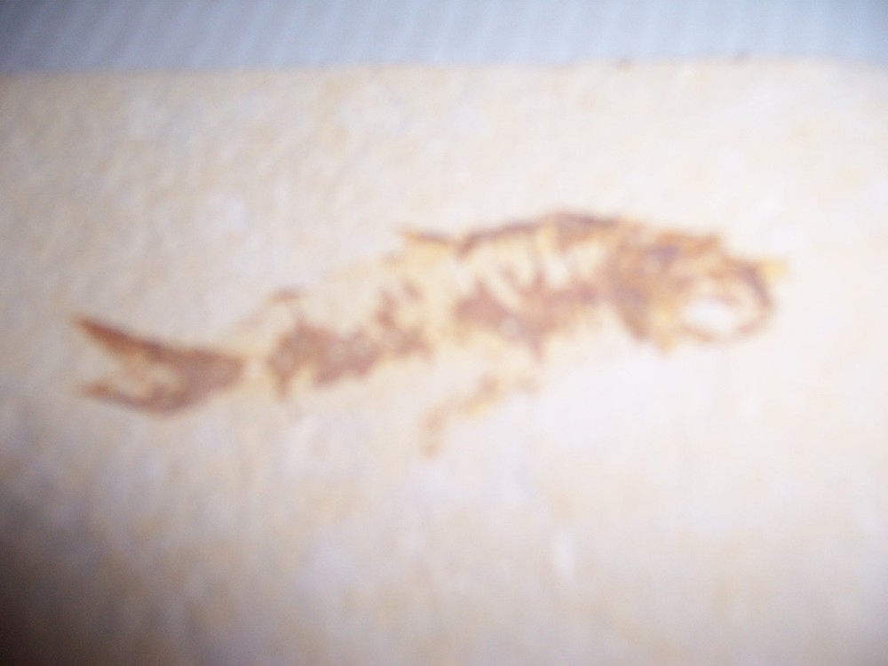 Fossil Fish