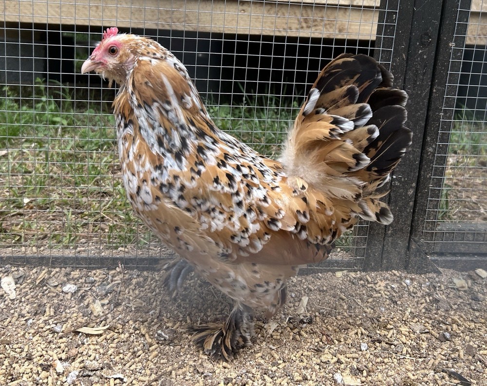 Belgian Bearded Mille Fleur D’Uccle Hatching Eggs 6 Plus 1
