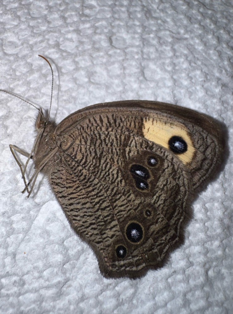 JSRNS - LARGE WOOD NYMPH 3 Cereyonis pegala NC