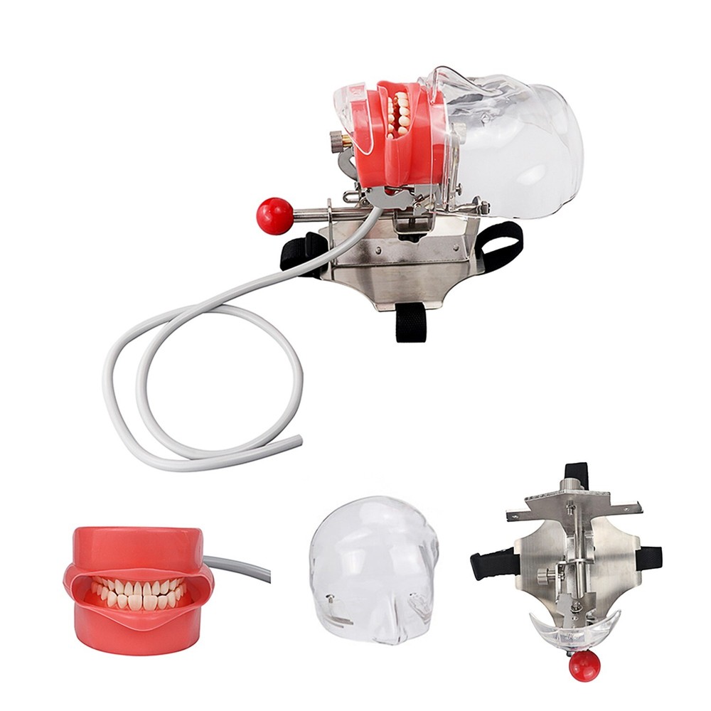 Dental Simulator Mannequin Head Teeth Model Teaching Practicing Head Mold desk