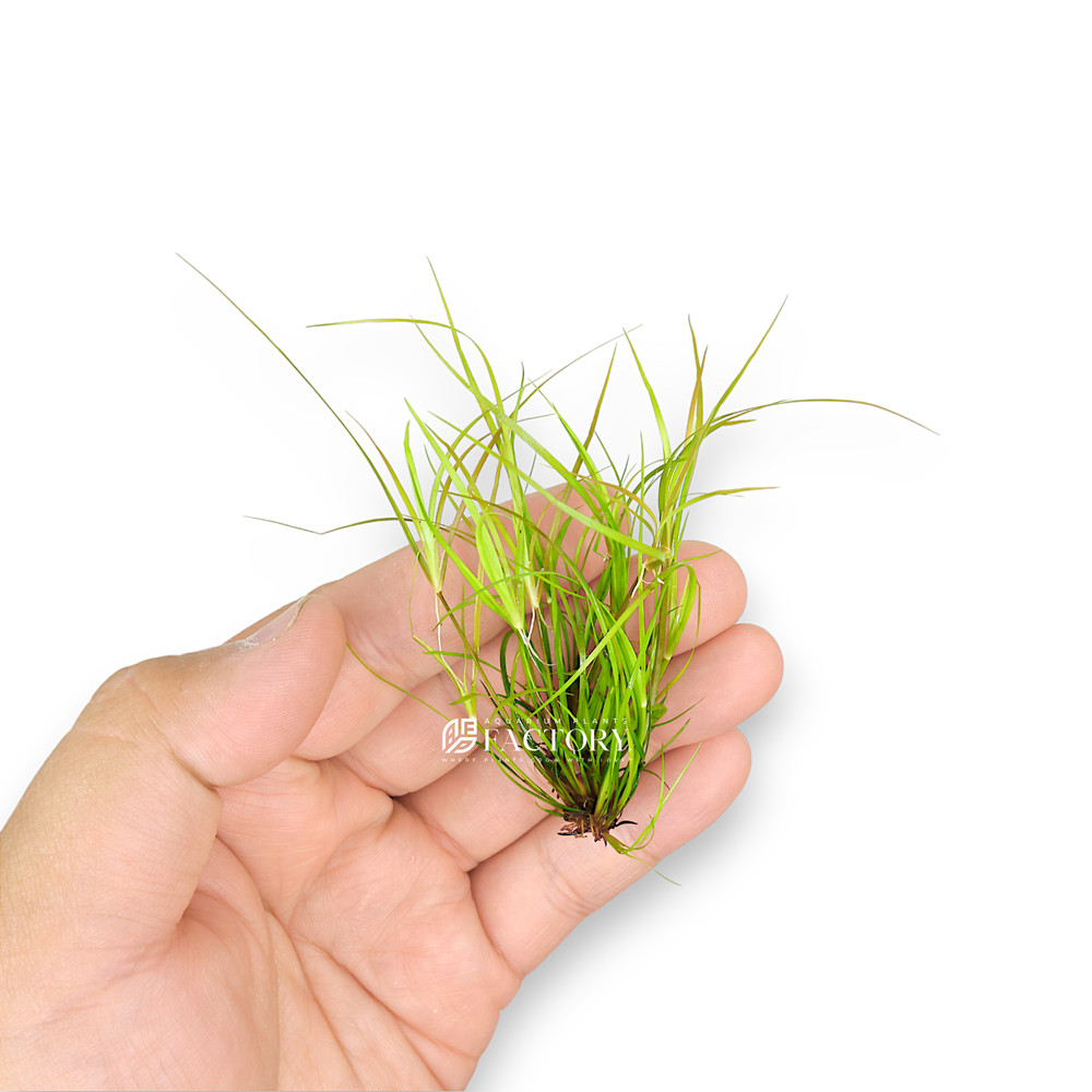 Juncus Repens | Aquarium Plants Factory®