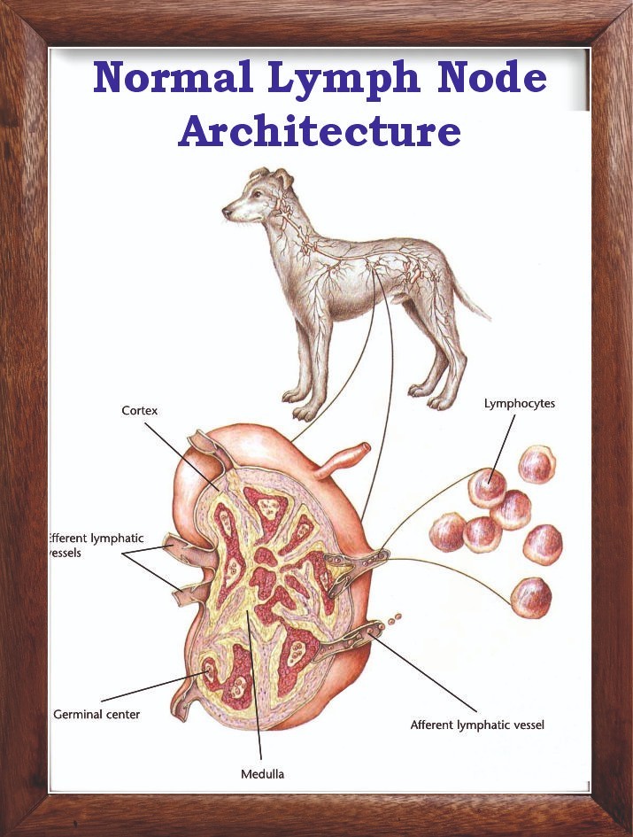 Normal Lymph Node Architecture Chart 12x18 inches