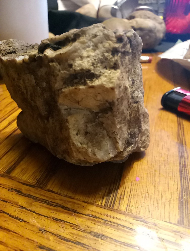 Fossils