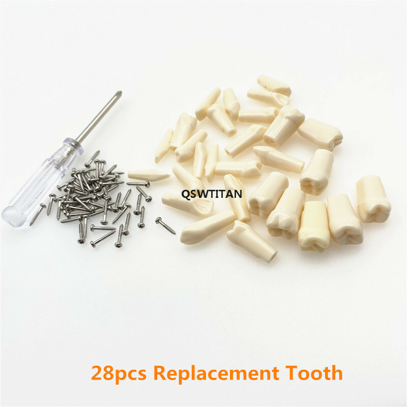Resin Simulation Tooth Grain Replace teeth For teeth Model macth Nissin brand