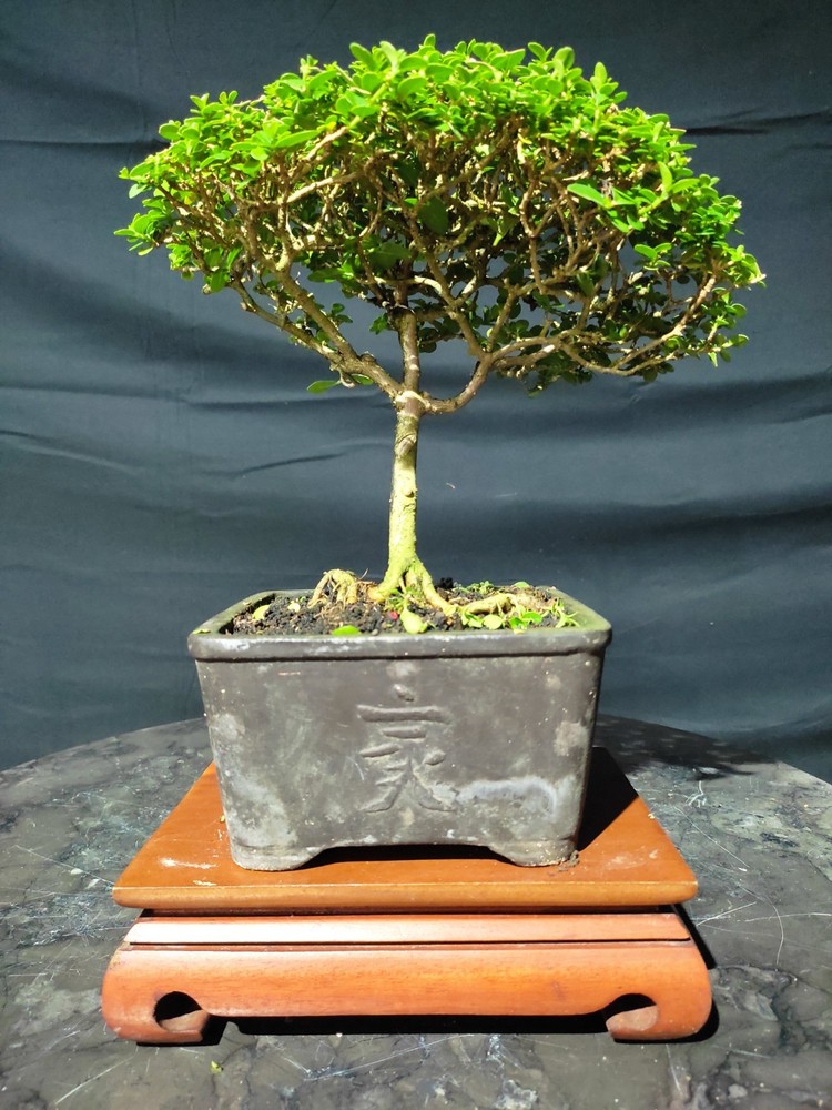 Premna Microphylla Living Tree Bonsai Tree
