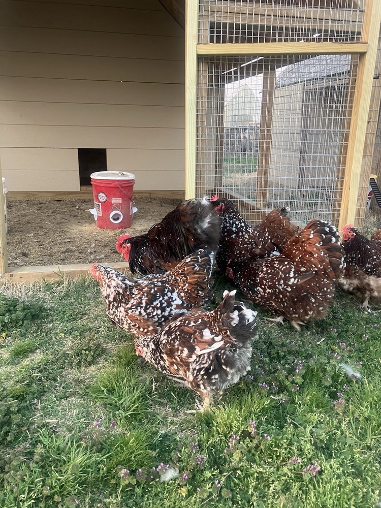 6+ Jubilee English Orpington Hatching Eggs