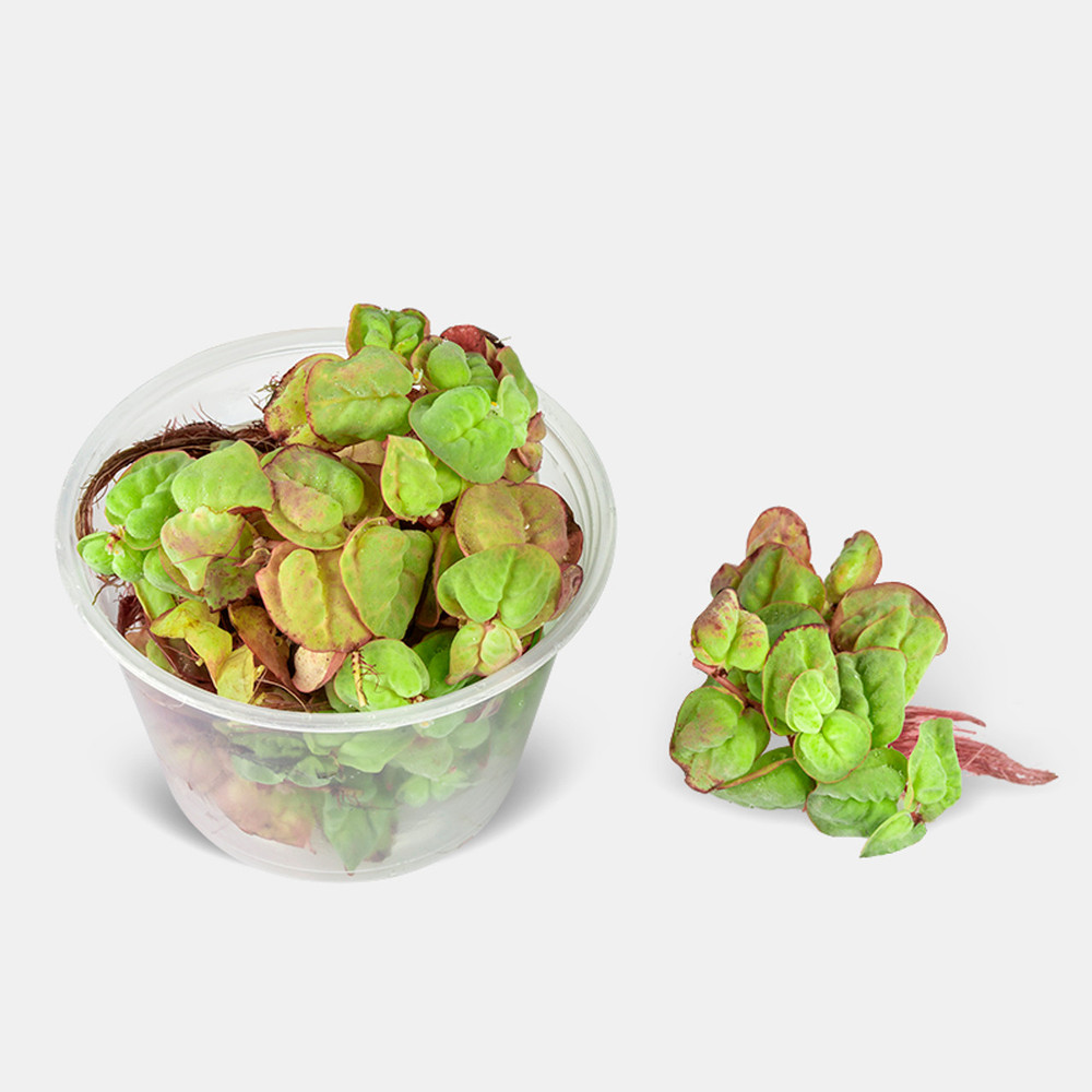 Red Root Floater (Phyllanthus Fluitans) - 4 oz Cup
