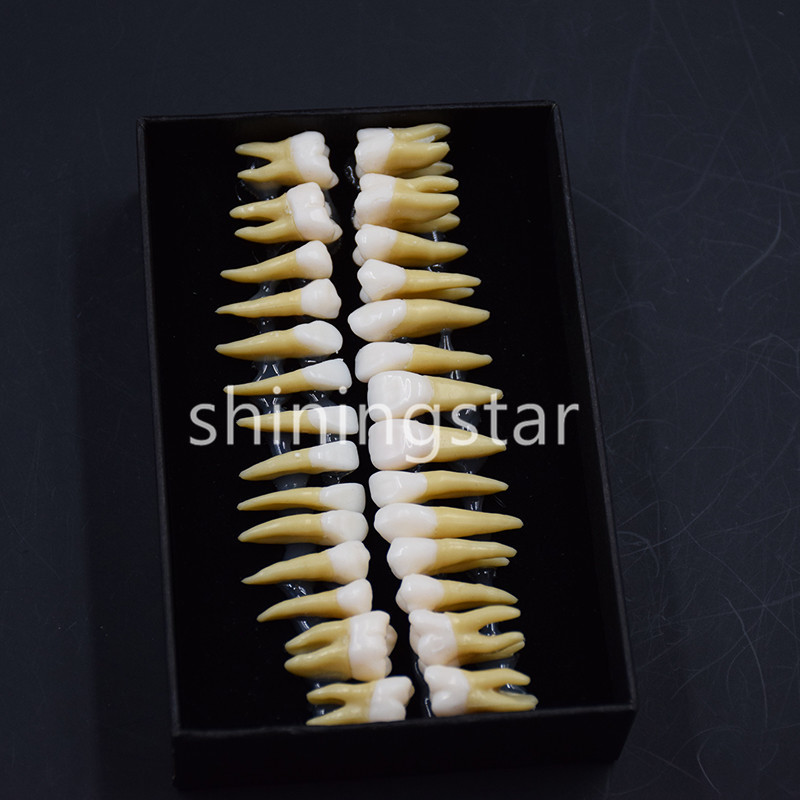 1 Set 1:1 Permanent Teeth Demonstration Teach Dental Study Model Tooth #7008 New
