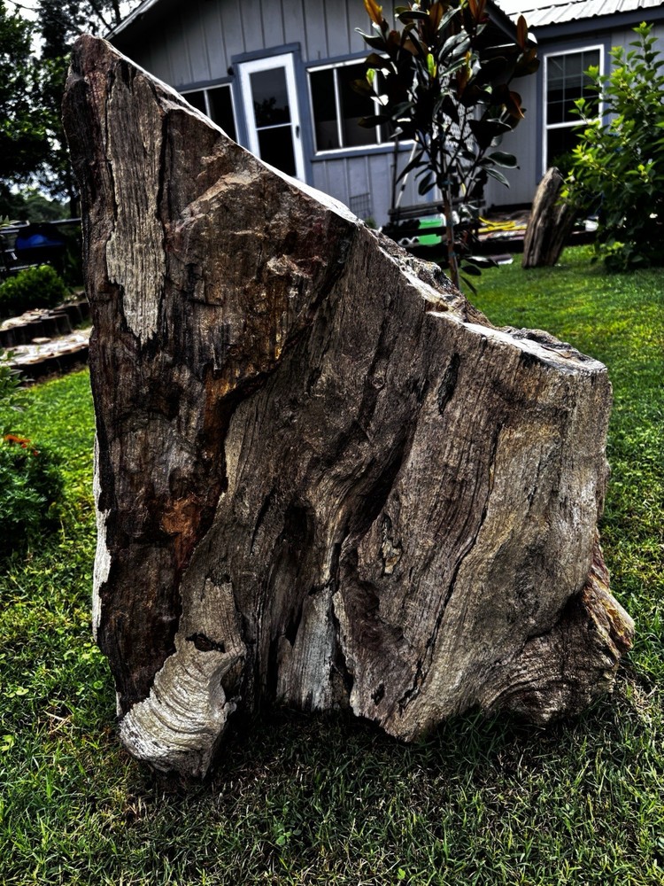 Large Petrified Wood Log