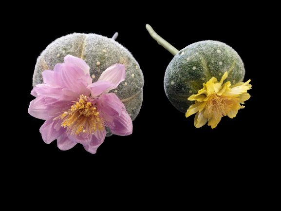 Artificial mini blooming barrel cactus. TWO pieces