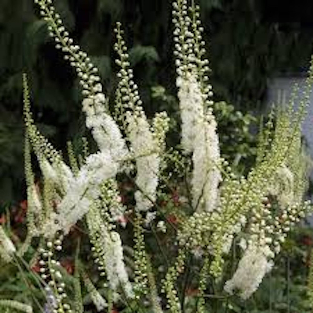5 Black Cohosh Plant Bare Root Actaea racemosa (Roots only)